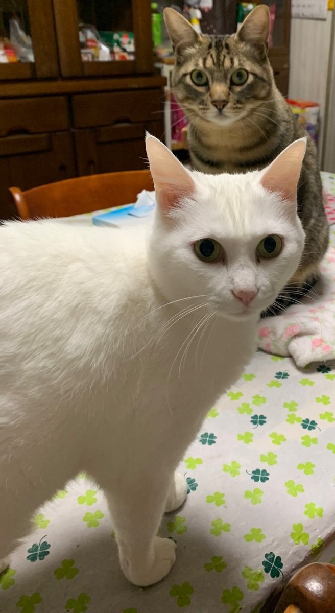 にゃん太郎君 tweet media