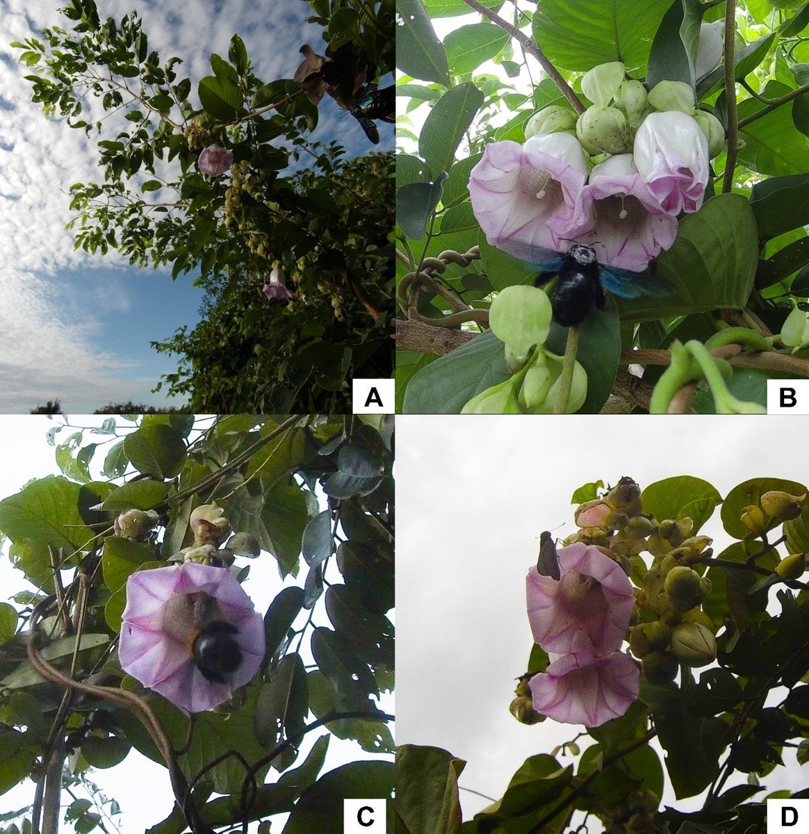 🌸 New article in @AoB_PLANTS on the breeding systems and pollinators of two extremely rare plant species, Argyreia versicolor and Argyreia mekongensis. Full #openaccess 👉 bit.ly/3wO6Lya #PlantScience #Botany