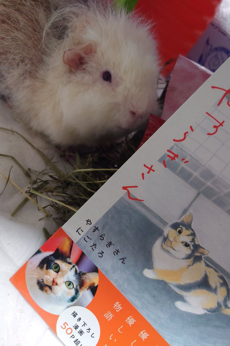 PuiRuiLuck's tweet photo. @ojm52811 ミケちゃんへ
うちのモルさんも
不正咬合で3週間に1度通院をしています
一緒に頑張りましょう
(ง •̀_•́)ง https://t.co/82MVxNpdH7