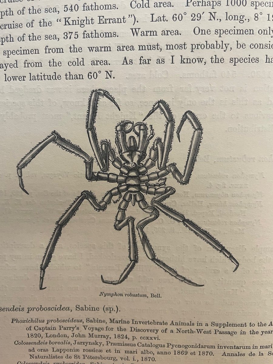 We've just found out it's #SaveASpiderDay so we've popped up to the rare books room @thembauk and found this lovely illustration of a ~sea spider~ from volume 3 of the Challenger Expedition reports. A bit of a cheat but we think they also need some love 🕷️