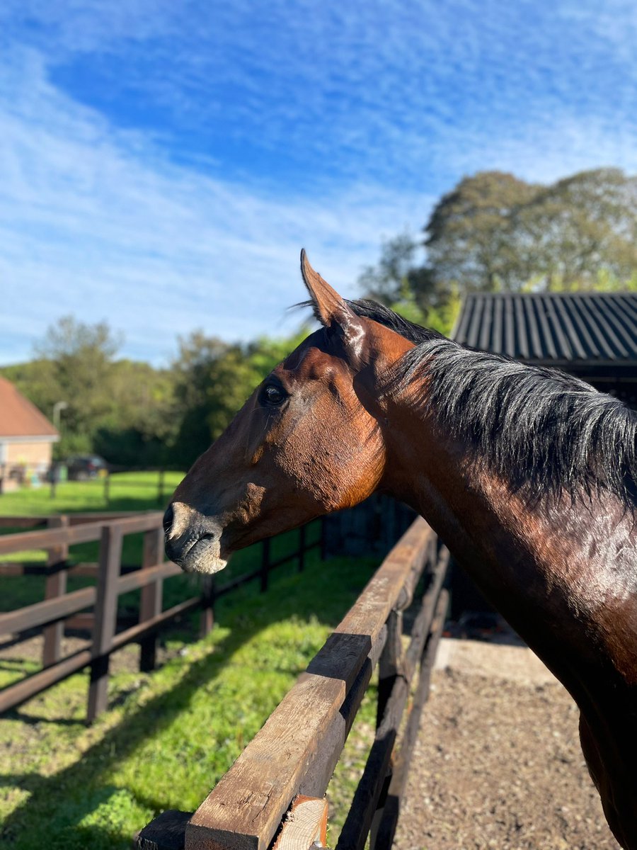 iddypryce's tweet image. Cheltenham bound with a runner for the first time. Not sure the nerves will cope until 5-30. After years of trying this is the ownership dream, big thanks @jamiesnowden and team. #welovethegit