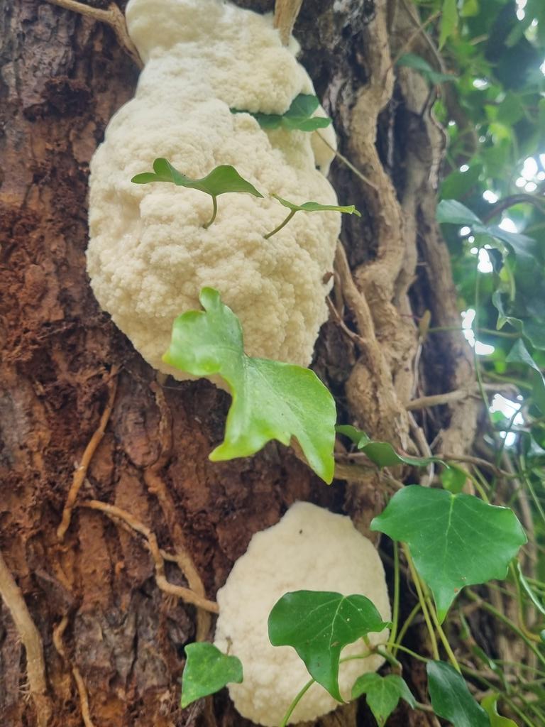I think this is Cauliflower Slime Mould (Enteridium lycoperdon) which has appeared on a dead alder in the garden.