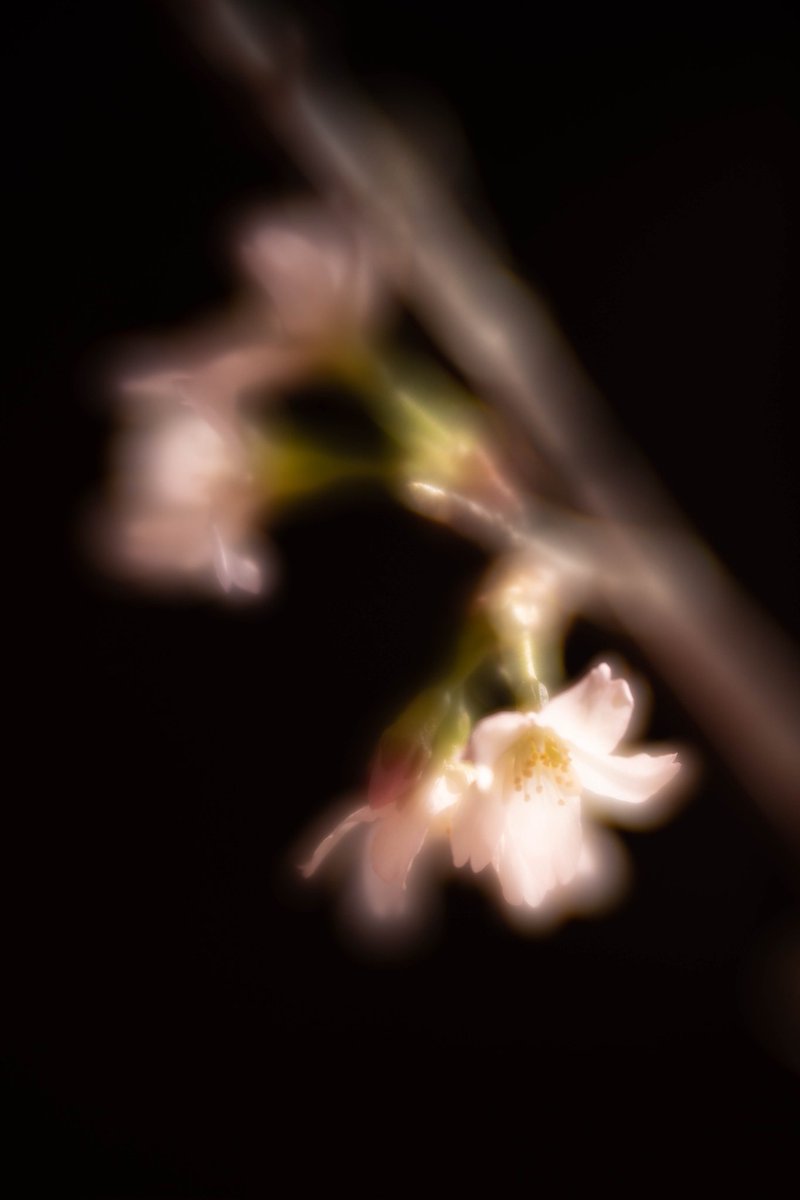 Kiyotaka043's tweet photo. 天気も良かったし
昨日花屋で買ってきた桜撮ってみた https://t.co/dTCM6725PG