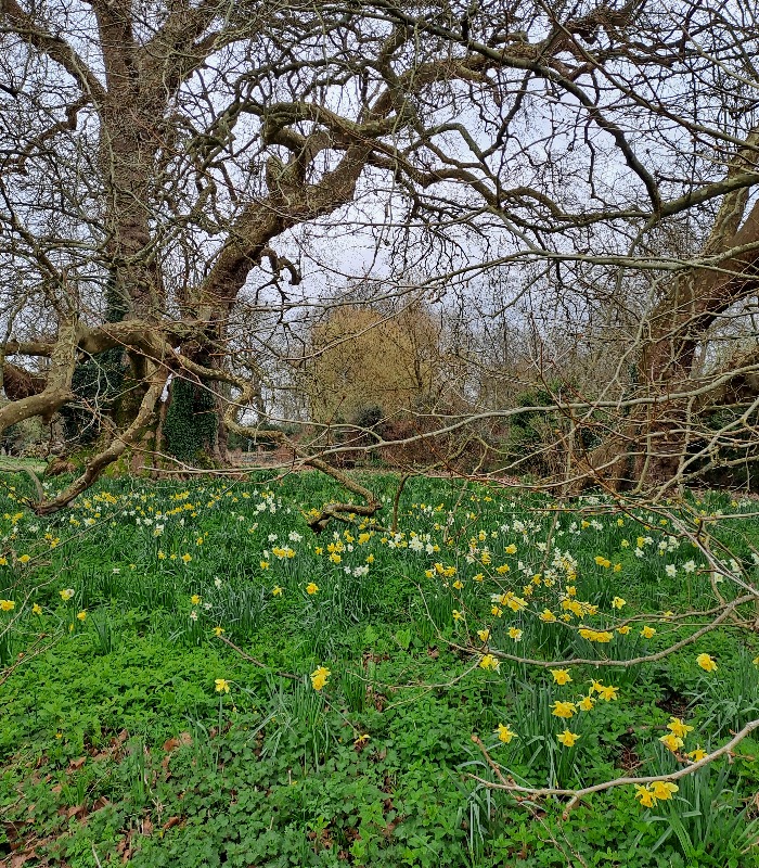 Bright blooms are bursting to life in our gardens, greeting the first day of spring. Yellow daffodils are flowering beneath ancient planes and flowing through the winter garden. #SpringEquinox #VernalEquinox