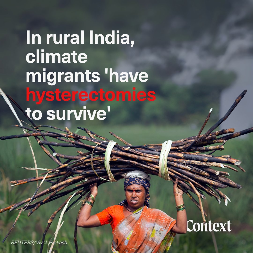 As climate change impacts hit farming in rural India, women driven into sugarcane work are undergoing unnecessary hysterectomies to work harder, an @IIED report shows. 🔎 Read more: context.news/climate-risks/…