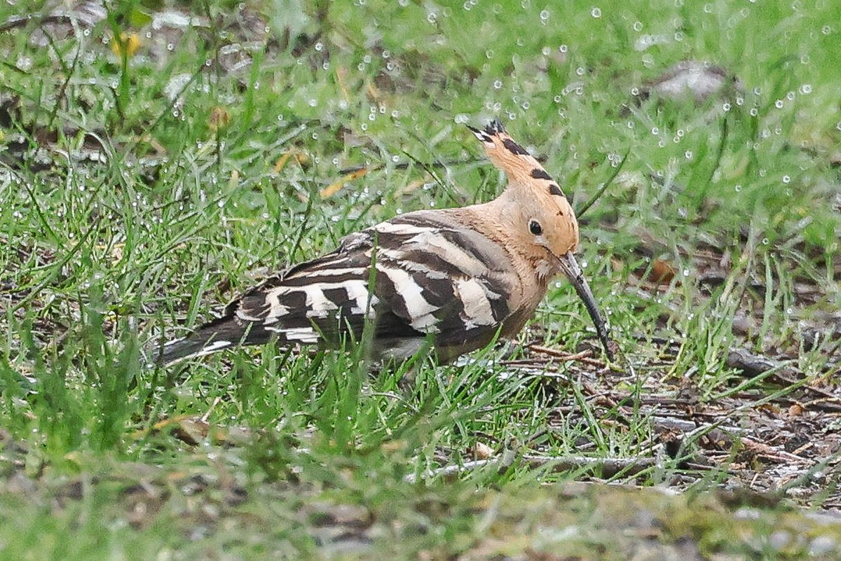 A Hoopoe brightened up a cloudy 'early rounds' at Durlston this morning. @DorsetBirds @DurlstonCP @DorsetWildlife