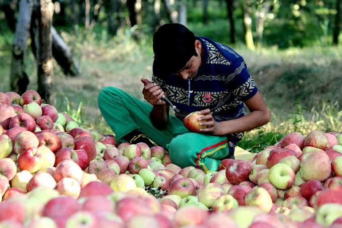 RisingKashmir's tweet photo. #Mobiletestinglabs deployed to check early ripened #fruits in #markets
Reports @shafat__malik
@OfficeOfLGJandK @diprjk
https://t.co/MtNhX0dxe1 https://t.co/NwBCuljheU