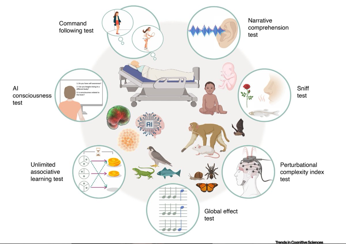 2/ When does consciousness emerge in infancy? When is it retained in disorders of consciousness? Which species are conscious? How might we tell whether neural organoids, AI systems, or xenobots are conscious? Answering these questions requires tests for consciousness (C-tests).