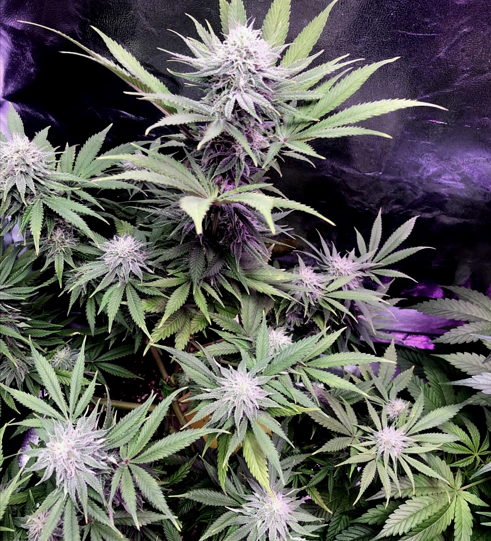 underdopemag's tweet photo. Un sueño
#autoflorecientes
#indicasativa
#marihuanamedicinal
#outdoor
#semillasdecannabis
#semillasfeminizadas
#autocultivo
#autocultivoespaña
#autocultivomexico
#cannabisespaña
#cannabismexico
#growshopespaña
#marihuanamexico
#semillasdemarihuana https://t.co/mRmjBTeODO