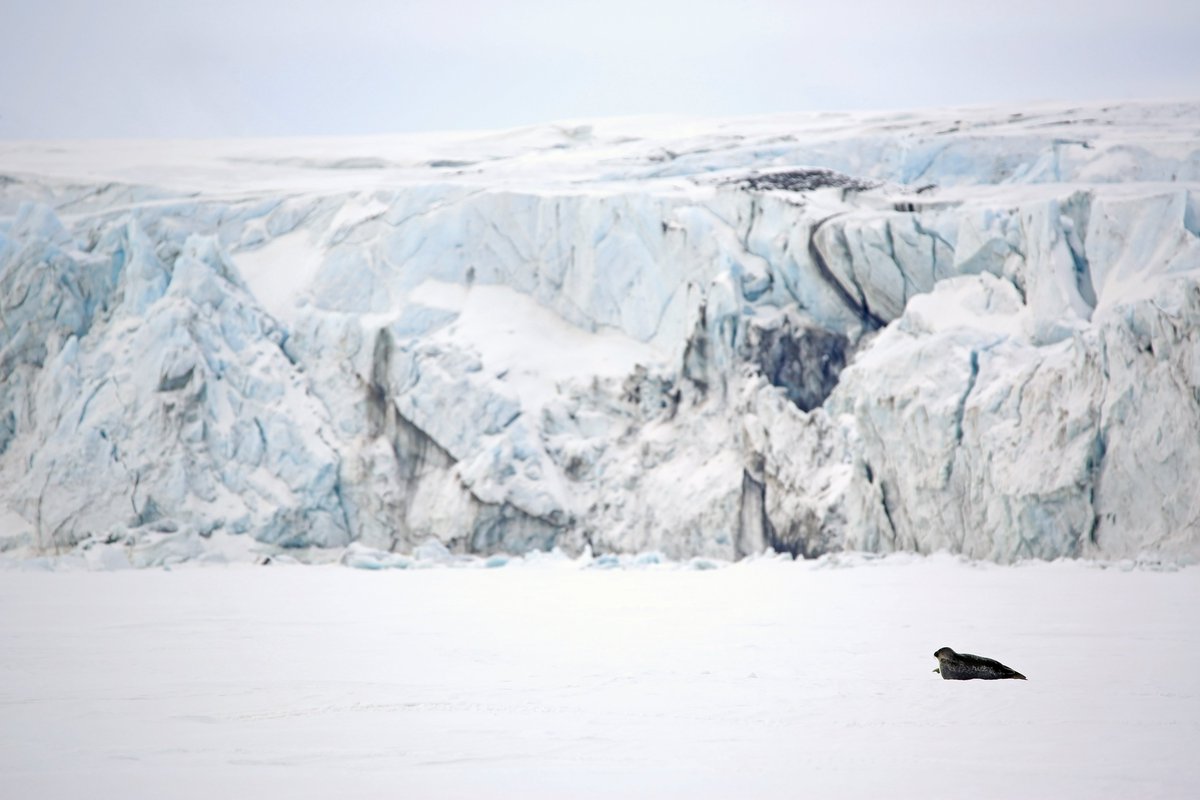 #FramForum2024 is out, and we'd like to introduce you to our contribution: NEM, a new mechanistic multimedia model made to simulate an organic contaminant’s journey through both the physical environment and food webs on its way up to the #Arctic. framforum.com/2024/03/05/whe…