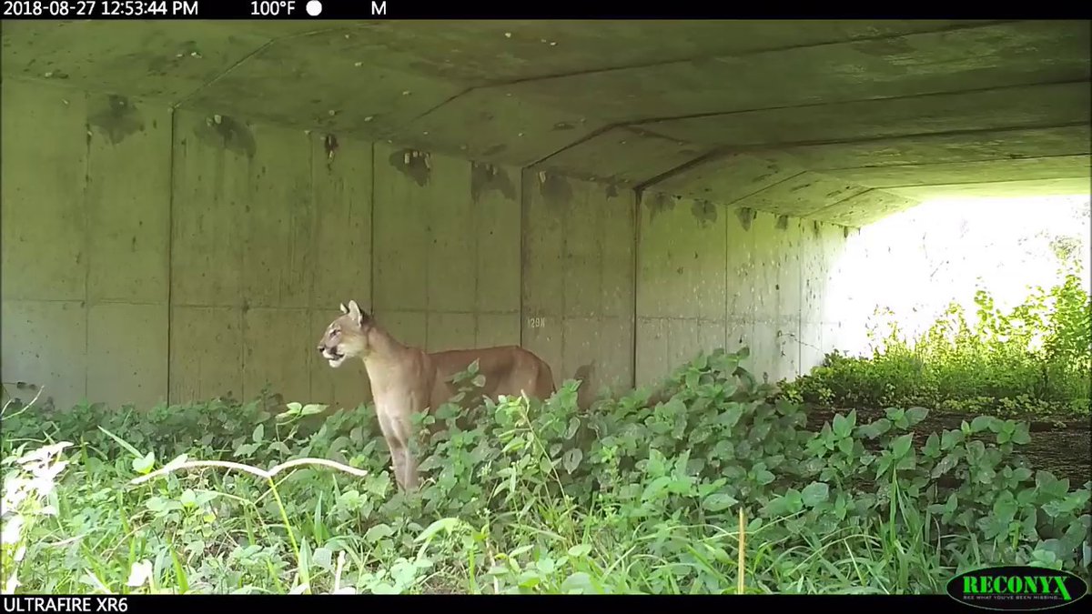 erika0037642360's tweet photo. According to @MyFWC, vehicle caused panther deaths have been sharply reduced in sections where this solution is in place, and if this solution was more widely applied, there may be a significant drop in total vehicle caused panther mortality! #39canimals https://t.co/NiYapBS3Ug