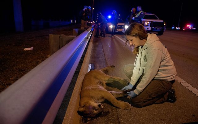erika0037642360's tweet photo. If you care about the Florida panther, I encourage you to use Twitter as an advocacy tool! Twitter can be used to change the way people think. The most effective way to advocate for the panther is to convince your follows that panthers deserve our respect and empathy. #39canimals https://t.co/137snHLKLa