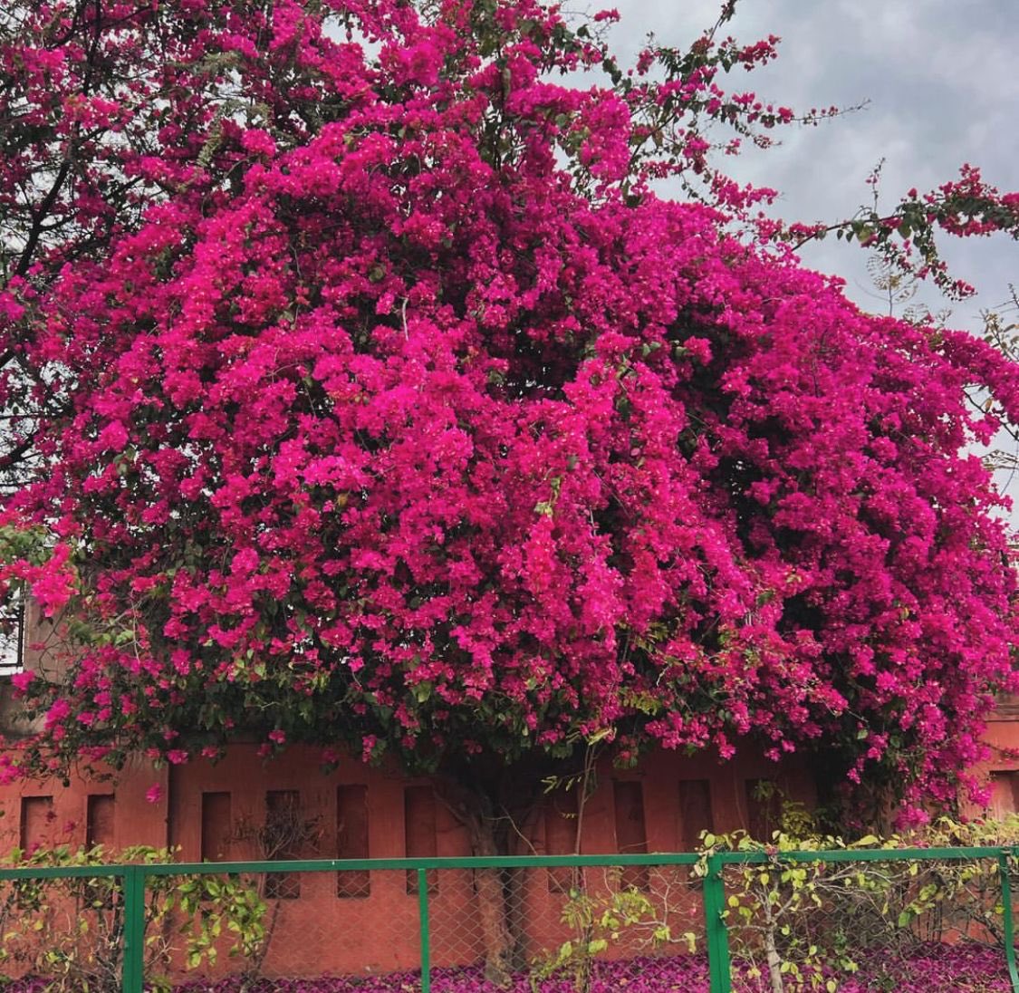 whoanshuman's tweet image. हम जिस गली भी मिले
बसंत वही आया। 

इस शहर में 
हमारा मिलना कोई घटना नहीं
बल्कि 
एक मौसम है।।

(दिल्ली का बसंत)

@Kitabganj1 
#springindelhi