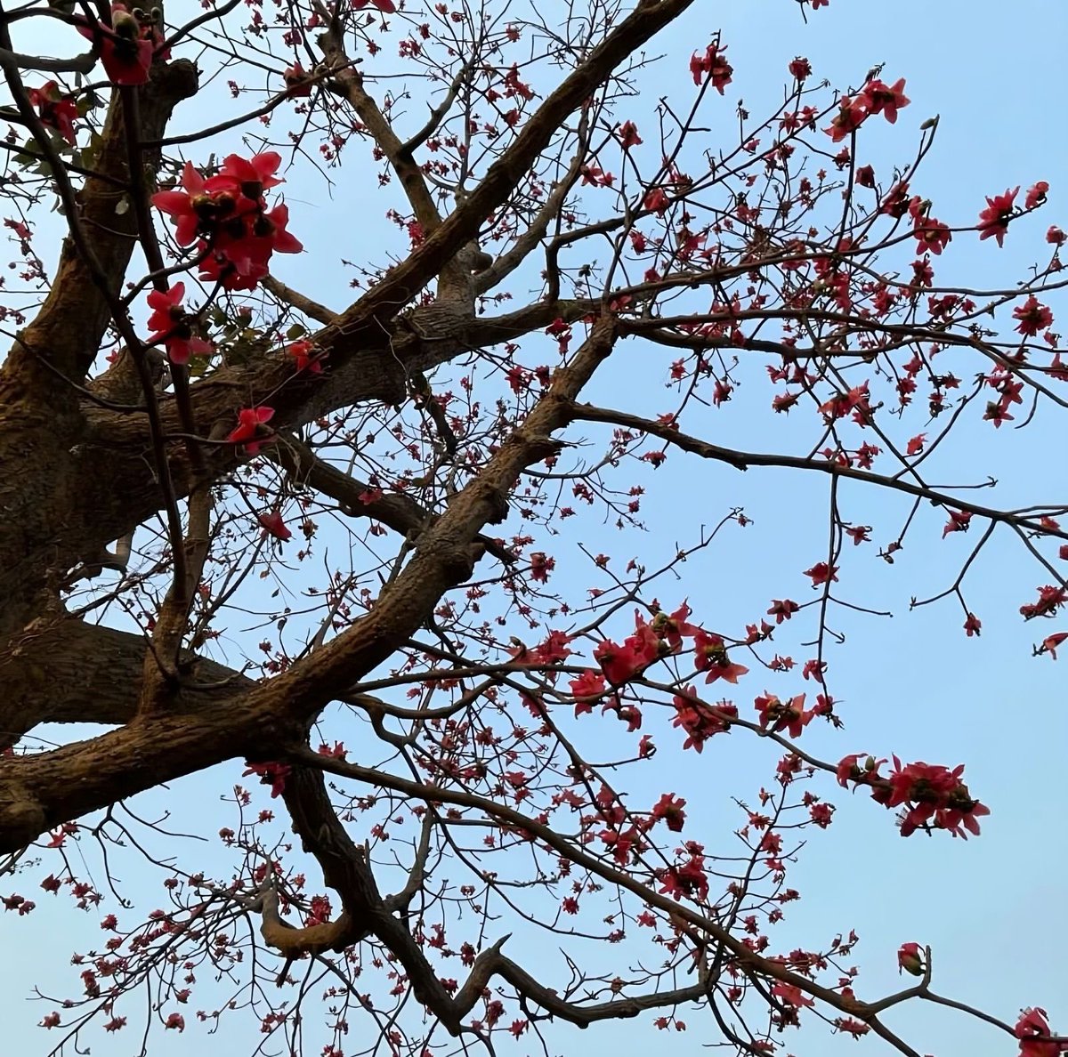 whoanshuman's tweet image. हम जिस गली भी मिले
बसंत वही आया। 

इस शहर में 
हमारा मिलना कोई घटना नहीं
बल्कि 
एक मौसम है।।

(दिल्ली का बसंत)

@Kitabganj1 
#springindelhi