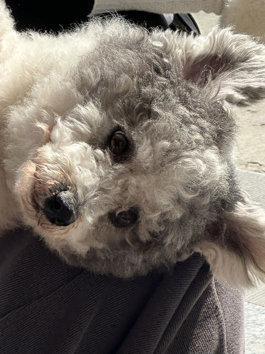 UENENG2's tweet photo. 小串串🐶 https://t.co/5B6b8m2y2E