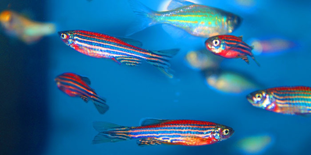 World first: Zebrafish discovery to speed testing of MND and dementia treatments @mnd_mq @mndaustralia #myMQ