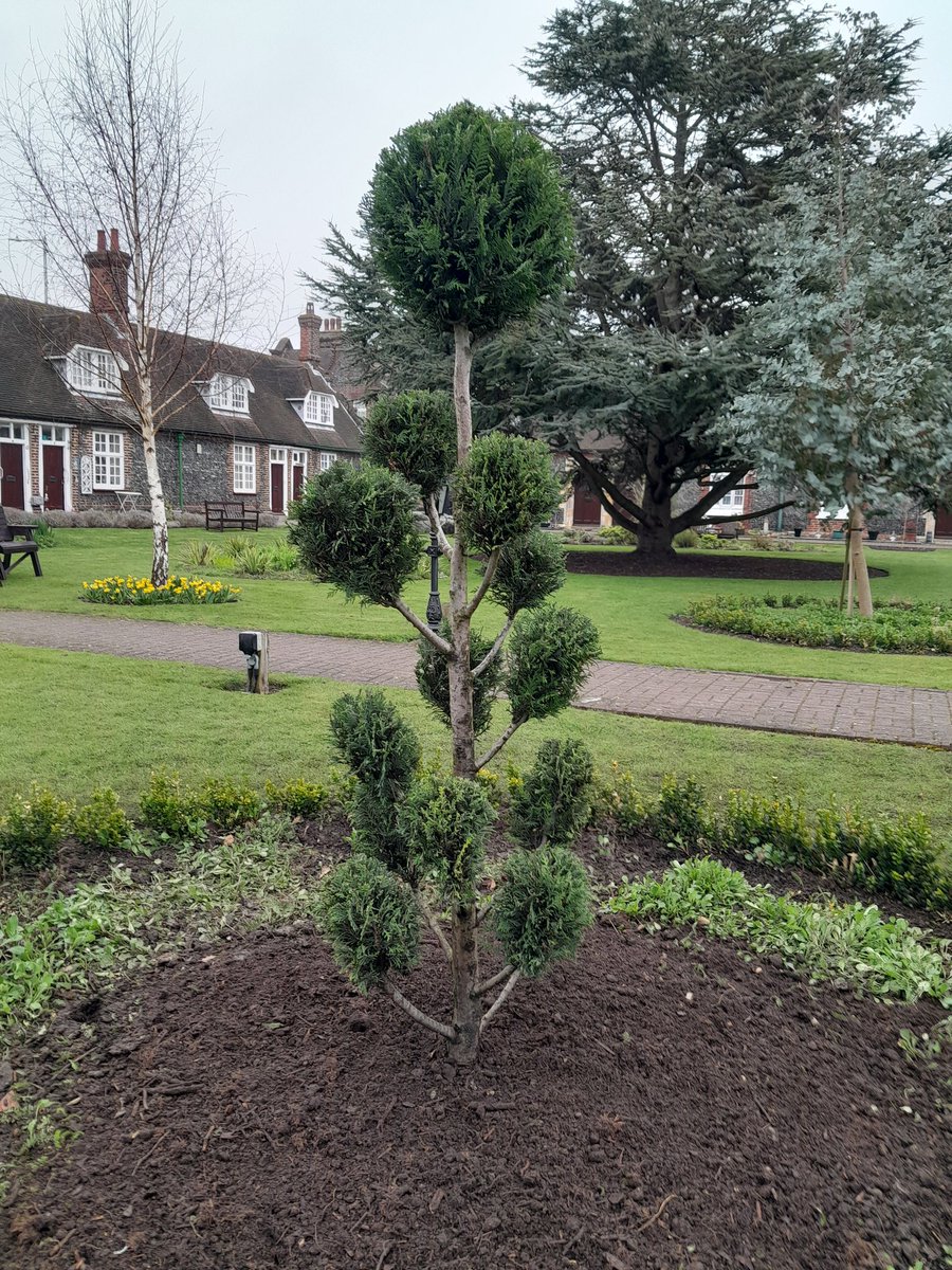 Cloudpruning Cupressocyparis  leylandii  Pompon at Yoakley House today.