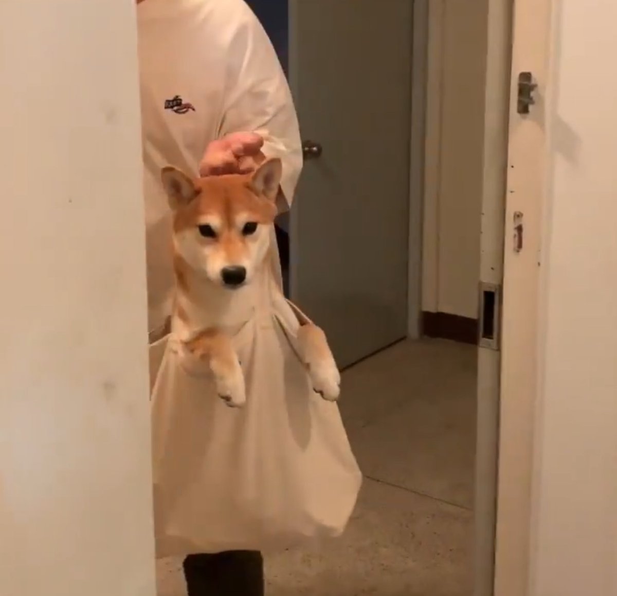 Doginabag tweet media