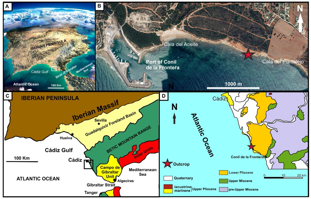 #NewArticle

Taphonomy of a Mysticete #Whale from the #LowerPliocene of the Coast of Cádiz (Spain) mdpi.com/2608098 #mdpijmse via <a href="/JMSE_MDPI/">JMSE MDPI</a> <a href="/unimib/">Università degli Studi di Milano-Bicocca</a> <a href="/UniversitdiPisa/">Università di Pisa</a> <a href="/InfoUMA/">Universidad de Málaga</a>

<a href="/MDPIBiologySubj/">MDPI Biology</a> 
#cetacean #Balaenopteroidea #fossilization #biostratinomy #fossildiagenesis