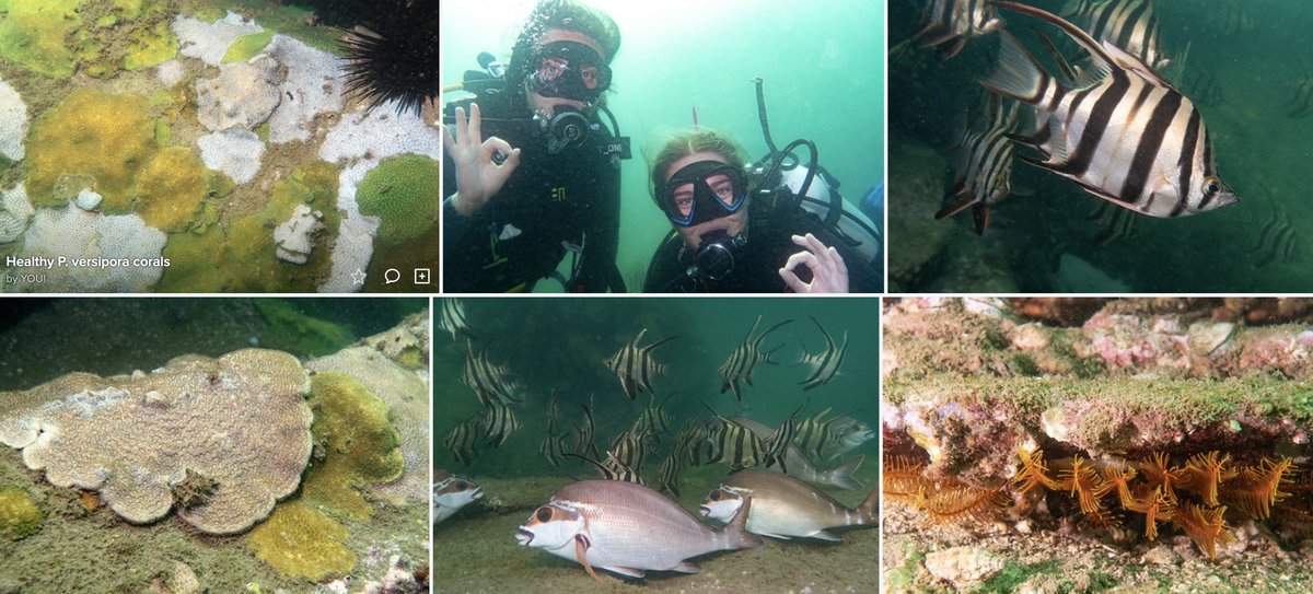 Nice to see that despite warm water temps this summer, the #corals in #sydneyharbour at Fairlight remain unbleached... and there was plenty of diversity on our @reeflifesurvey :) W Josh, Ari and Ana. #marinescience #marineexplorer