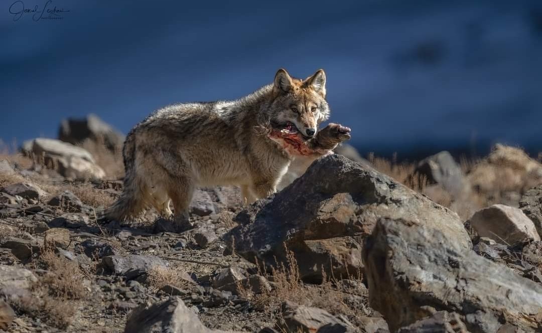 Himalayan Grey Wolf, Taking An Ibex Leg for her Hungry Cubs.  This Particular Ibex was Hunted by A Snow Leopard, a day earlier....copied.

📸jamal laghaei