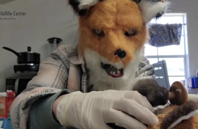 Staff at a Wildlife Centre in Virginia hope to release the orphaned baby fox back into the wild so pretend to be it's Mother 😱 #wtf #stuffofnightmares #foxylady @BoogsTweets @MartynEwart