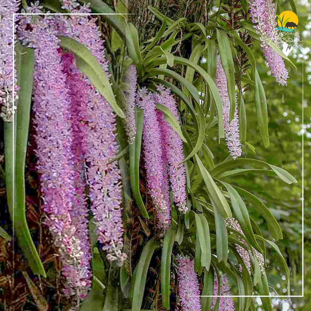 This flower usually blooms at the onset of spring and is also an integral part of Bihu. It is also the state flower of Assam. Can you identify this flower?

#AwesomeAssam #AssamTourism #Assam #VisitAssam #Spring #StateFlower #Bihu #ExperienceAssam #WelcomeToAssam #TravelAssam