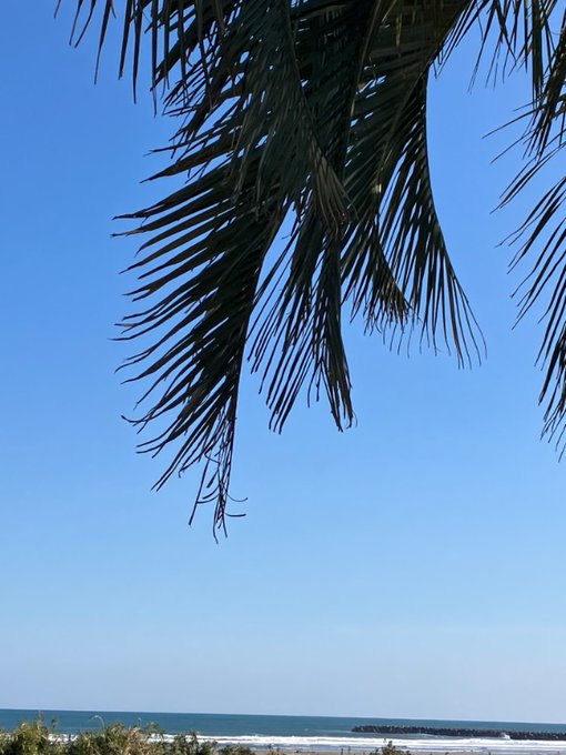 「beach palm tree」 illustration images(Latest)