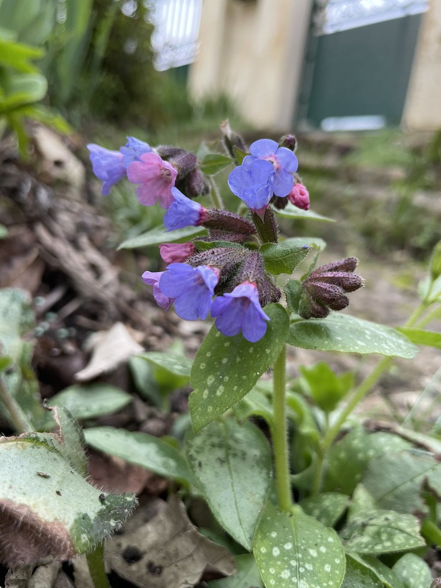 nath_et_isis's tweet photo. Hello everybody! Spring is coming. More and more flowers bloom every day. Here is a Pulmonaria ‘Majesté
#flower #garden #gardening #flowersaddict #flowerlover #Flowers https://t.co/9aJ4AB1fES