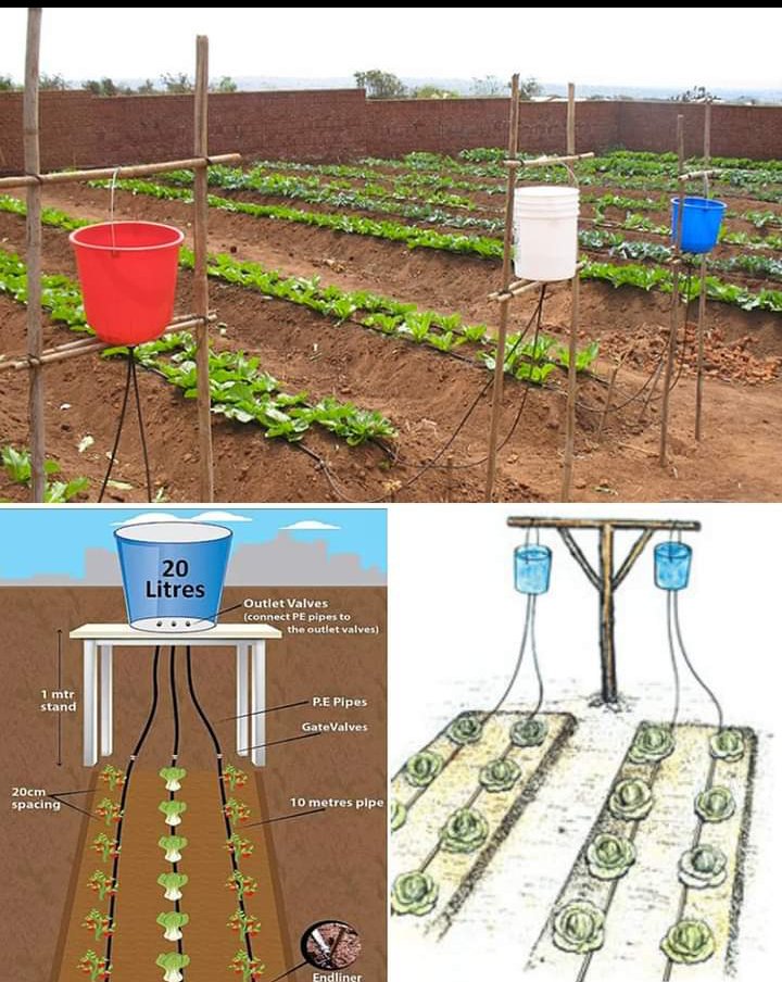 NdayisengaFesto's tweet photo. Efficient Watering with the Bucket: Revolutionizing Small-Scale Agriculture 💙 🇷🇼
Full guide in the first comment 💬👀 https://t.co/WCFNSw0nuh