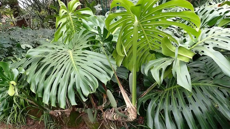 The 6 Types Of Monstera Plants To Grow – Unveiling The Monstera Varieties!
tinyurl.com/mrxyk88f
#womenpodium #plants #monsteradeliciosa #benefitsofplants #indoorplants #plantstogrow #typesofmonsteraplants #monsteraplant #typesofplants #monsteravarities #monsterafruit #garden