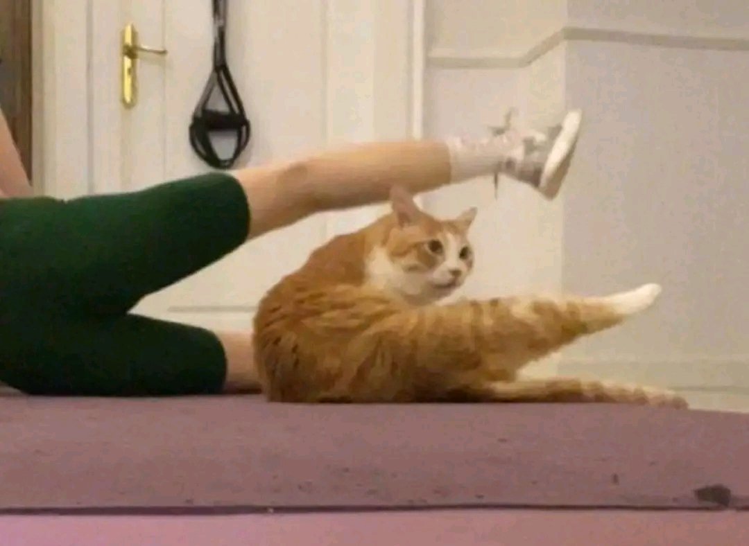 kedi aurası gülümsetir😺 (@kediaurasi) on Twitter photo 