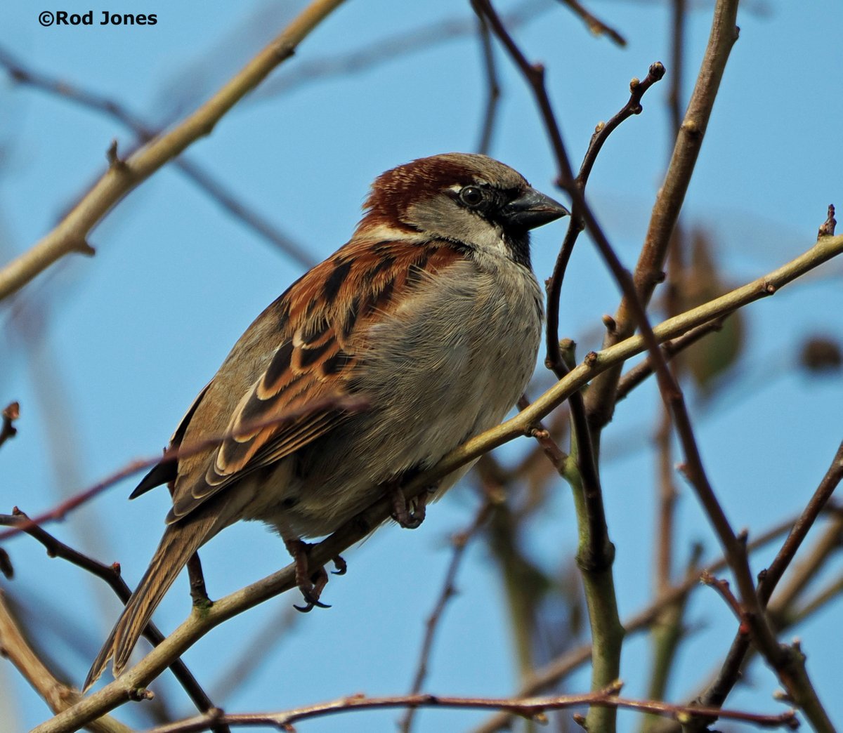 rodshelf's tweet photo. Male house sparrow. #ThePhotoHour #TwitterNatureCommunity #wildlifephotography #NaturePhotography #BirdsOfTwitter https://t.co/ssD8Qnh26P