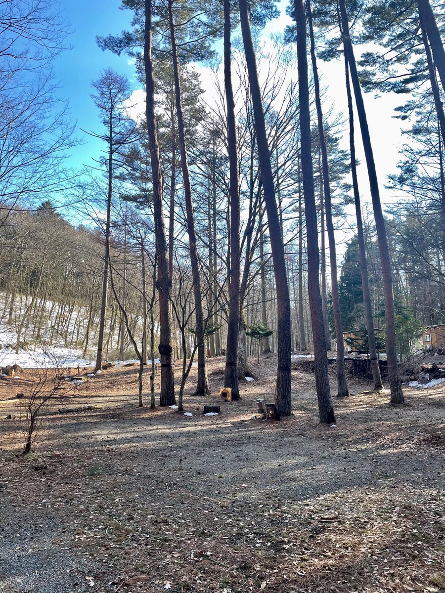 3月14日の場内の様子です。
雪解けが順調に進んでいます。好天が続けば数日で完全に雪もなくなると思われます。夜は冷えますので「ぬくぬく装備」でお越しくださいませ🏕️

#キャンプ飯　#キャンプ場　#オートキャンプ場　#ソロキャンプ 
#ファミリーキャンプ