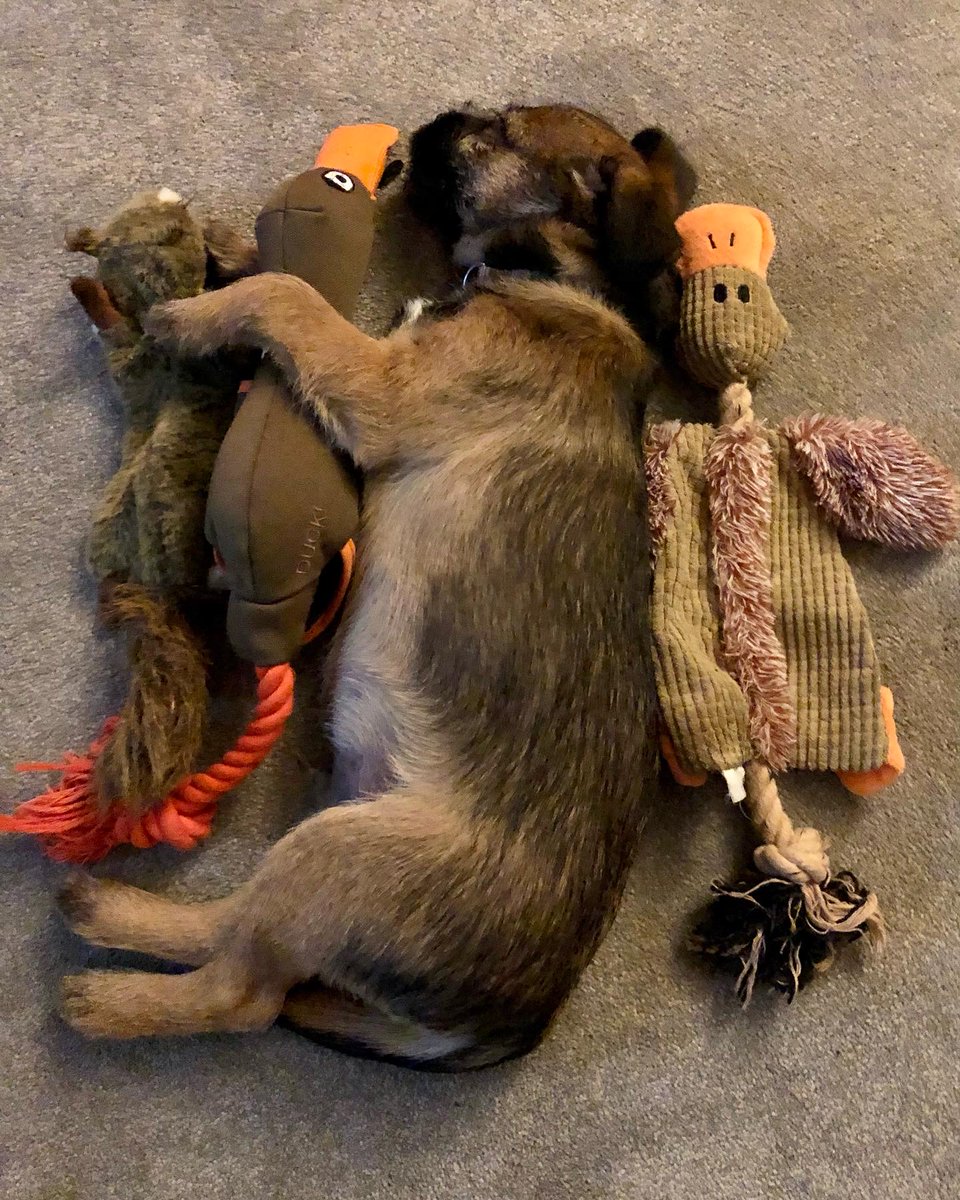 chesterterrier's tweet photo. #throwbackthursday Habbing a snoozle wif my duckees an mine sqwizzer 🐿️🦆😴🦆 
#btposse 🐾🐶 #dogsofX https://t.co/BjGSKWyZg1