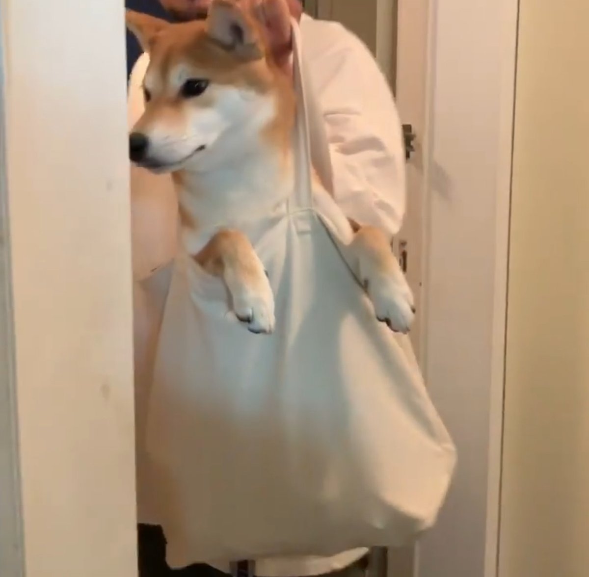 Doginabag tweet media