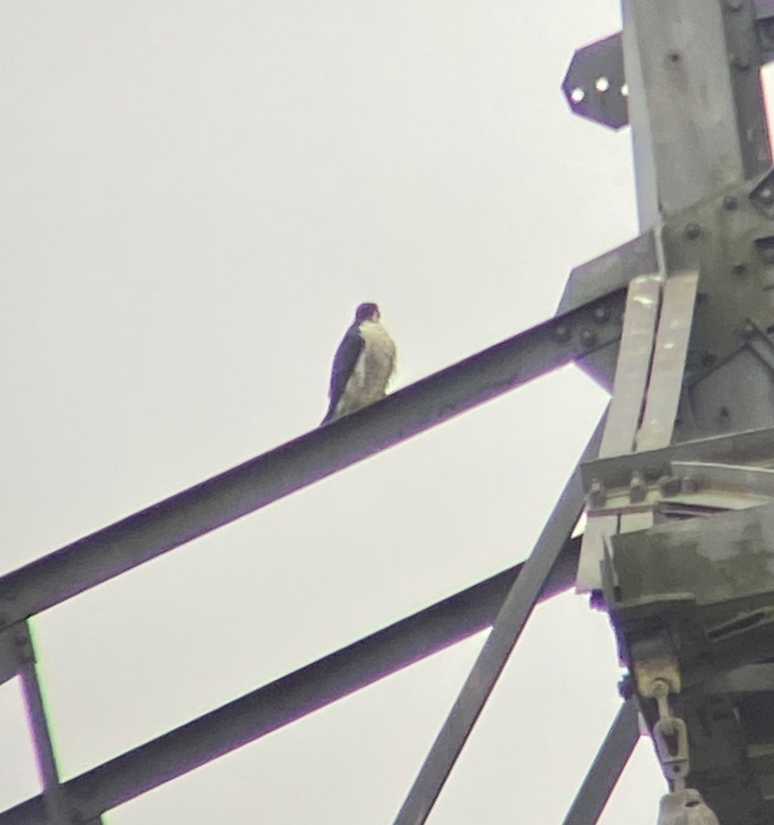 Was amazing to see a pair of peregrine falcons on site yesterday. Mating displays, copulation and courtship feeding all observed!