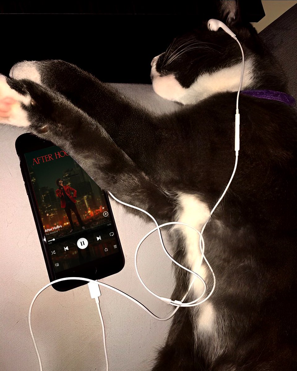 UMusicIndia's tweet photo. Shhh... they're listening to meow-sic π€«π₯Ή
#Beliebers #XO #Eilishers #ThursdayMood https://t.co/IekAgjZjT4