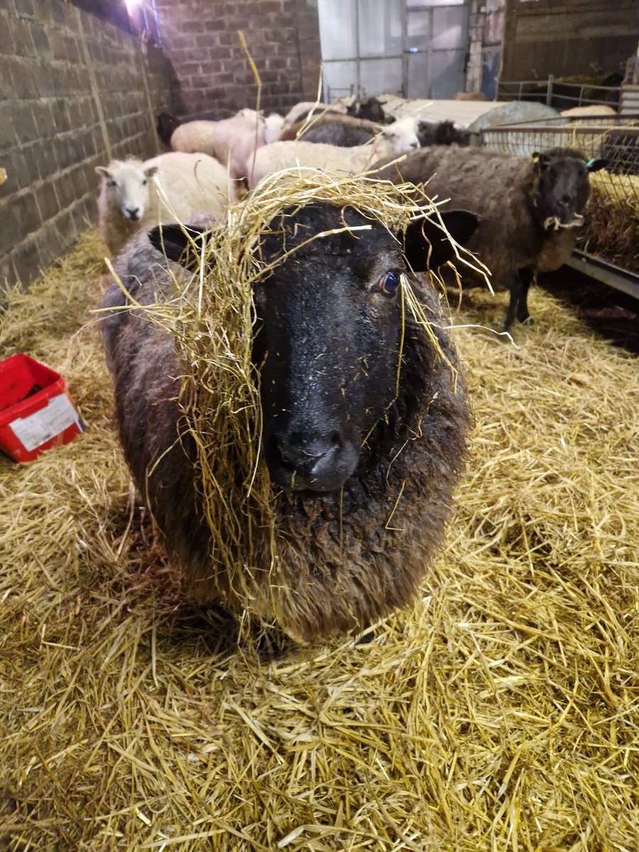 WPSSanctuary's tweet photo. The kids dressing up box has been out again. Sioned wants to know what you think of her new look! π
#animalsanctuary #sheep365 #sheepoftwitter #dressingup #wig #nonprofit #amazonwishlist #animallovers #foreverhome
https://t.co/2mryl593Xf https://t.co/VBKM0MAmYW