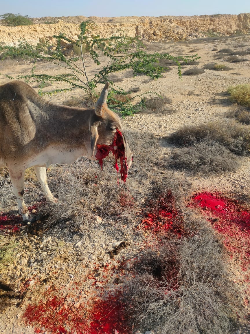 rawat_nehraa's tweet image. #Rsmm सोनू माइंस क्षेत्र में  बारूद विस्फोट  के बाद टुकड़ों को खाने से गाय गंभीर जख्मी
बड़ी लापरवाही से हो रही है  इस तरह की घटनाएं।

सरकार व प्रशासन ध्यान दे व उचित कार्यवाही करें।
#Jaisalmer #जैसलमेर #Sonu #गाय #Cow
@BhajanlalBjp @KumariDiya