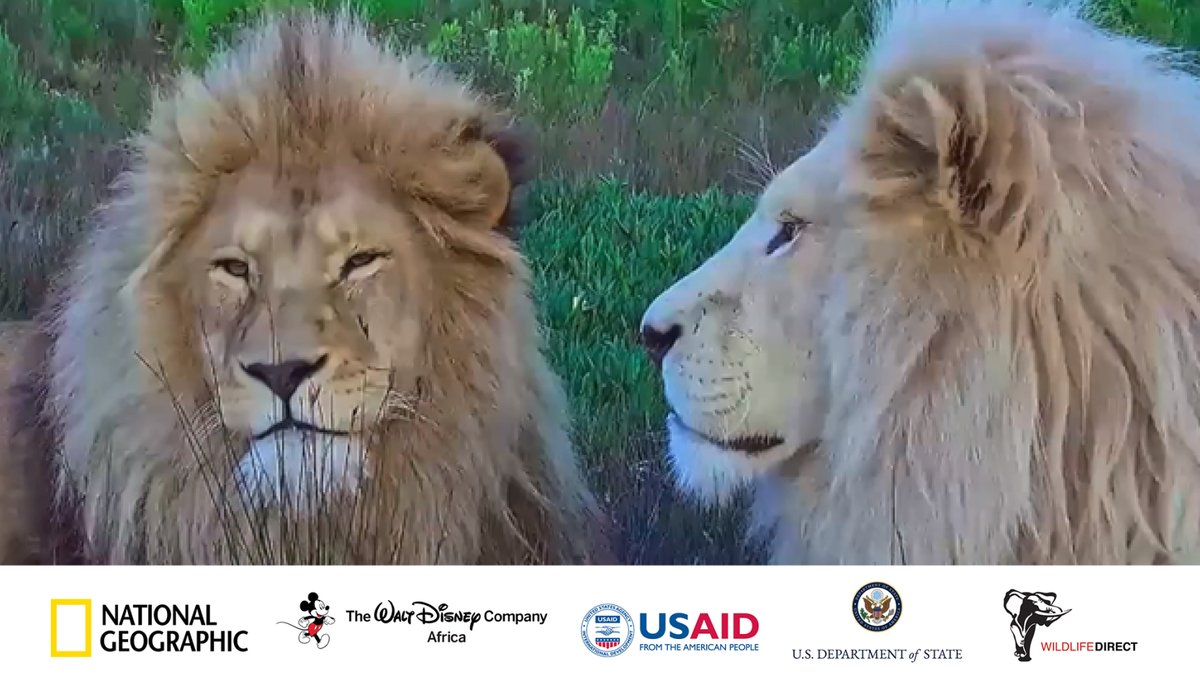 Lions are so fierce and powerful, it’s hard to believe they are endangered. Find out how to protect these majestic creatures on National Geographic Wild's #TeamSayari: youtu.be/DoaH_Y1tdZA #EnvironmentalEducation