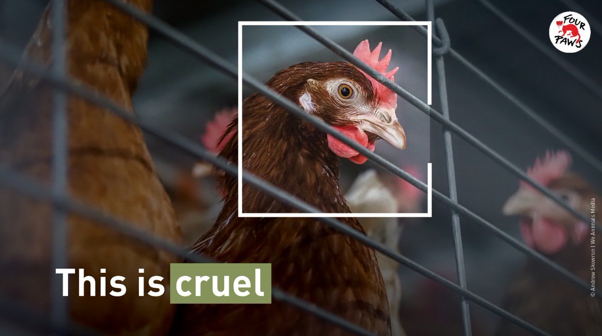 MEPs will have a debate today with the @EU_Commission on the outstanding legislative proposals on animal welfare. Cage keeping is outdated and cruel. 1.4 millions citizens signed the end the cage age ECI. In the upcoming 🇪🇺 elections,use your vote to #DoBetterForAnimals ‼️