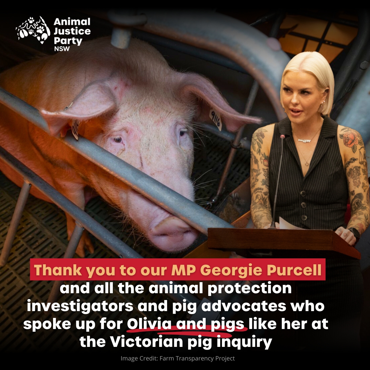 The Victorian Inquiry into Pig Welfare exposed the truth about the suffering pigs endure and the cruelty inflicted on them by the pork industry. We are grateful to those who bravely spoke for them. thank you @georgievpurcell