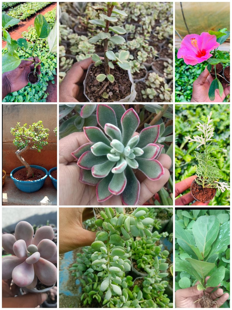nurserykart's tweet photo. Getting my green on! 🌱

#PlantLove #GreenTherapy #NatureLovers #landscaping  #PlantObsessed #LeafLover #IndoorJungle #gardening  #PlantsMakePeopleHappy #HouseplantClub #InteriorDesign  #PlantLife #GreenThumb #PlantAddict #PlantGang #nurserykart https://t.co/kNdzlOgrGH