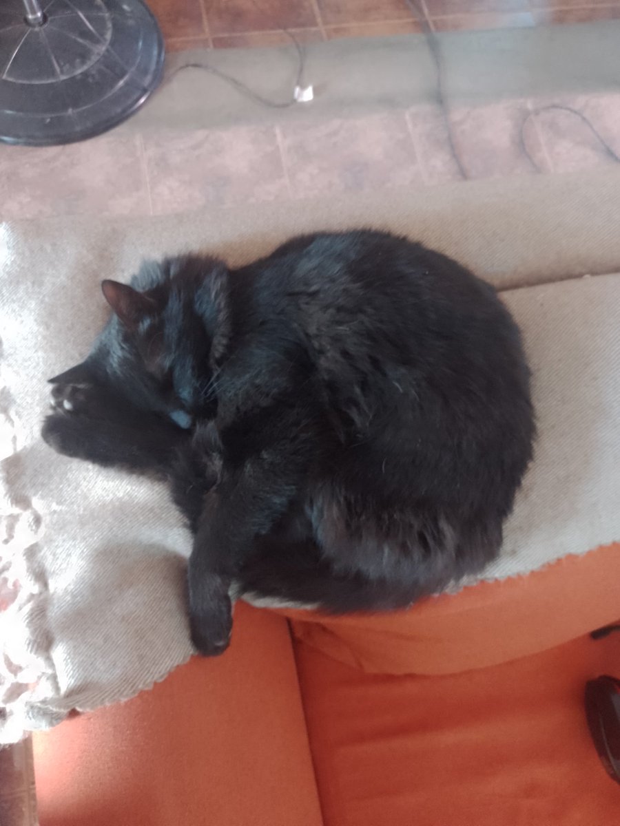 Emi_Santander's tweet photo. @twaniimals https://t.co/3l6y1xwgWx