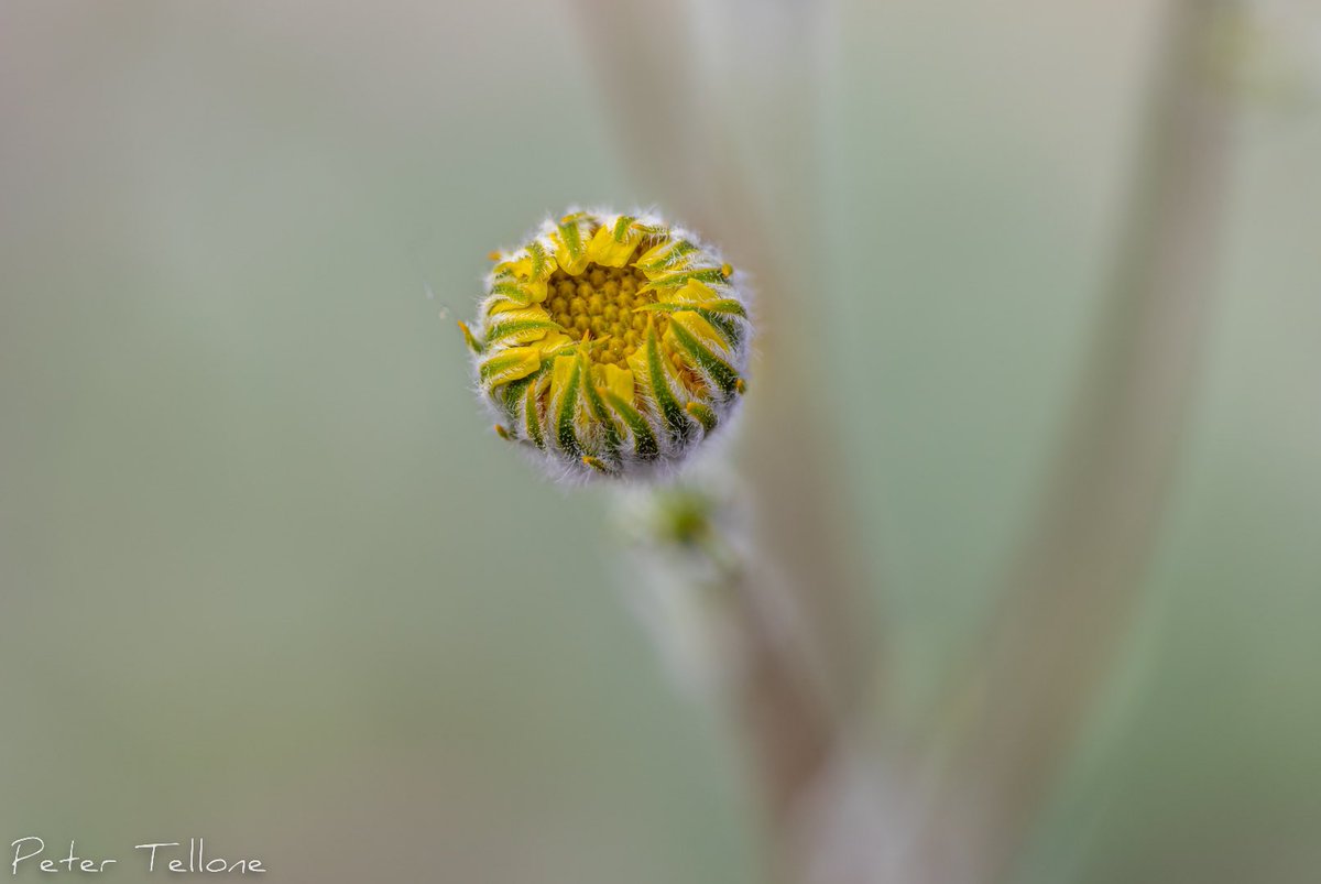 “Tight Lipped”
#wildflowers #desertwildflowers #desertsunflowers #macrophotography #macro #anzaborregodesertstatepark