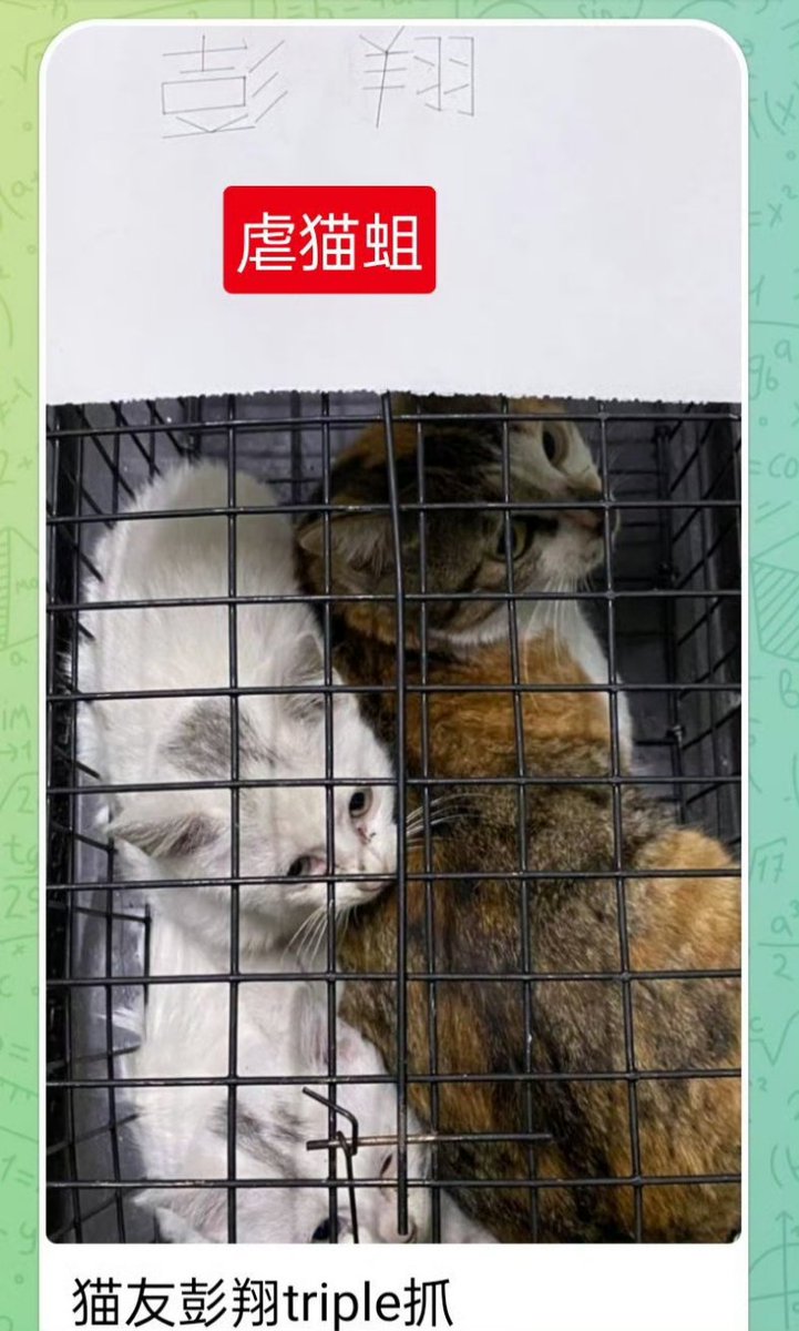 Feline Guardians tweet media