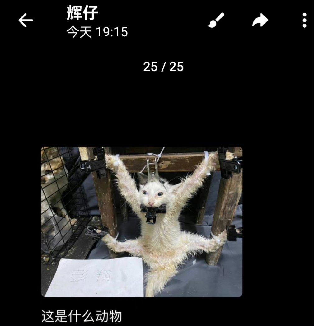 Feline Guardians tweet media