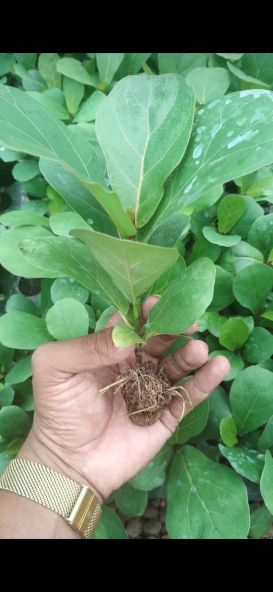 nurserykart's tweet photo. Getting my green on! 🌱

#PlantLove #GreenTherapy #NatureLovers #landscaping  #PlantObsessed #LeafLover #IndoorJungle #gardening  #PlantsMakePeopleHappy #HouseplantClub #InteriorDesign  #PlantLife #GreenThumb #PlantAddict #PlantGang #nurserykart https://t.co/kNdzlOgrGH