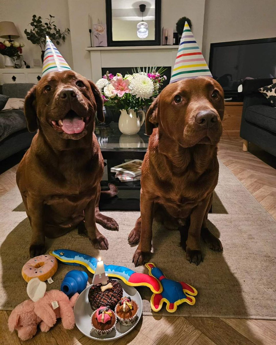 DogsBirthdays's tweet image. #dogs #happybirthday